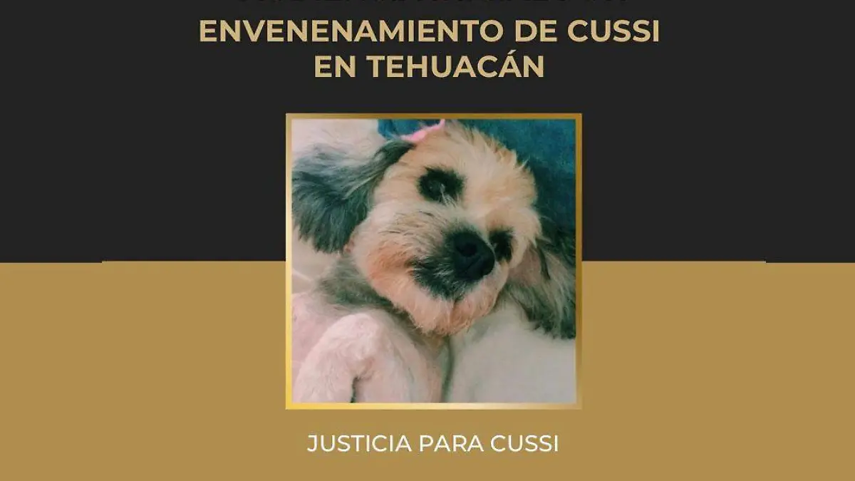 cussi mascotas